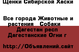 Щенки Сибирской Хаски - Все города Животные и растения » Собаки   . Дагестан респ.,Дагестанские Огни г.